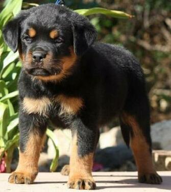 Rottweiler Puppies