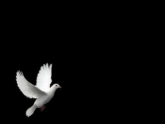 Dove Wallpaper Pictures White Image