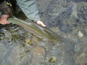 Cutthroat Trout Wallpaper Rainbow
