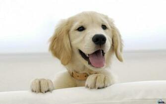 Wallpaper Golden Retriever Puppy X