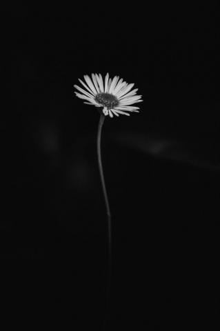 Black And White Daisy Wallpaper On
