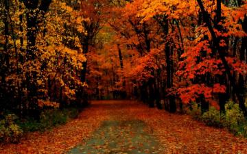Windows Xp Fall Wallpaper Autumn Travel Quotes