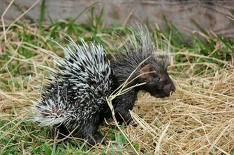 Beautiful Wallpaper For Desktop African Porcupine HD