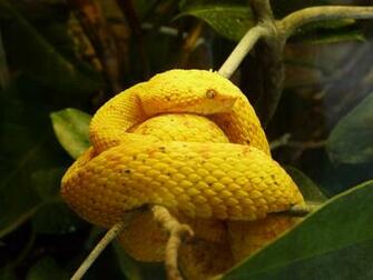 Eyelash Viper Bite Image Pictures Becuo