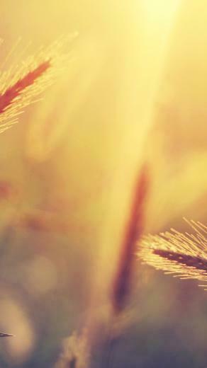 Lastest Summer iPhone Wallpaper To Your