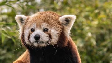 Wallpaper Red Panda Cute Animal Tablet Laptop