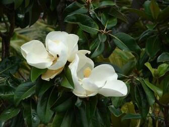 Labels Flower Magnolia Southern Wallpaper