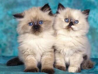 Best Wallpaper Cats