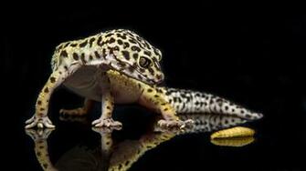 Leopard Gecko Computer Wallpaper Desktop Background