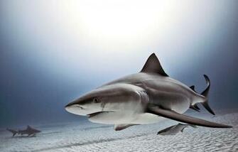 Bull Shark Wallpaper Image Group