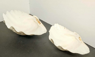 Clam Shell X Wallpaper