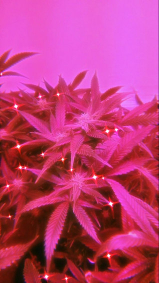 Cody On Pink Wallpaper iPhone Picture