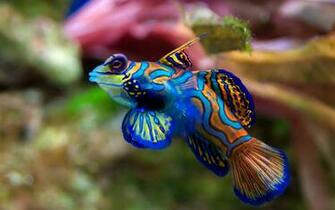 Mandarin Goby Wallpaper