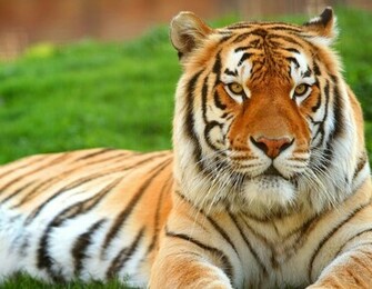 Tiger Wallpaper Desktop HD