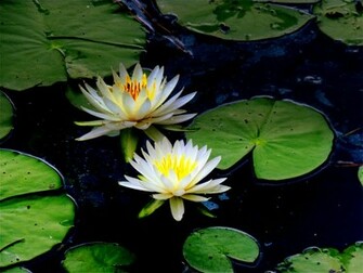Water Lilies Wallpaper