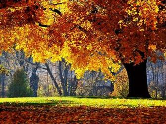 Desktop Wallpaper Fall Trees In HD