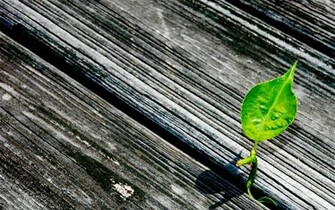 Wood Texture Simple HD Wallpaper Desktop