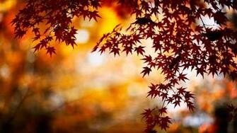 Fall Background Net