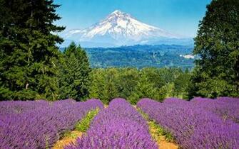 Lavender Field Wallpaper