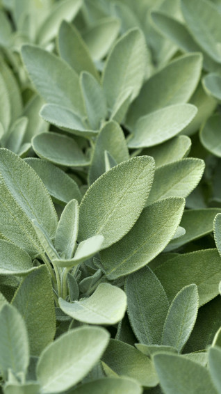 Sage Green Wallpaper