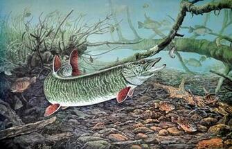 Musky Pictures Wallpaper 417ssam Picserio