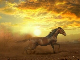 Beautiful Cool Horse Animals Horses HD Desktop Wallpaper