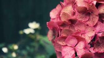 Poppy Wallpaper Flowers
