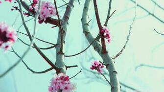 New Spring Love Wallpaper