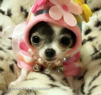 Teacup Chihuahua Puppies