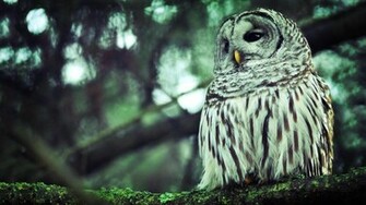 Description Owl HD Wallpaper Is A Hi Res For Pc Desktops