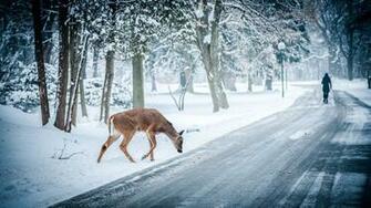 Snow Scenes Wallpaper