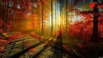 Mac Wallpaper Red Forest HD