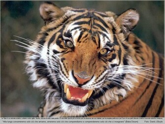 Tiger Wallpaper Image And Animals Pictures