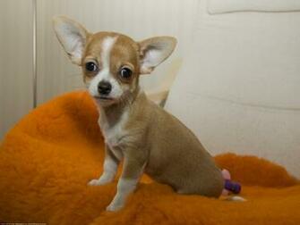 The Chihuahua Dog Desktop Wallpaper Pictures Online For Pc