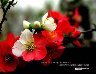 Flower Desktop Wallpaper