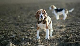 Beagle Puppies Wallpaper Background HD