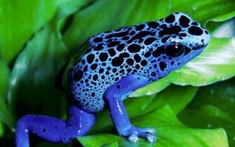 Frogs Amphibians Poison Dart Wallpaper High