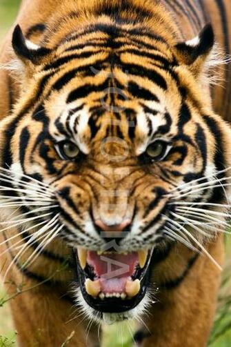 Fierce Angry Tiger Google Search Art Murals Bulletin