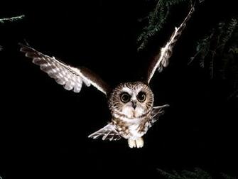 Saw Whet Owl Wallpaper HD