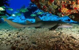 Wallpaper Tropical Fish Win7