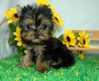 Yorkies Wallpaper Weddingdressin