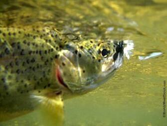 S Amp The Fly Fishing