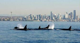 Year Old Puget Sound Orca Missing And Presumed Dead Oregonlive