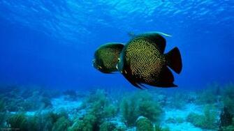Wallpaper Tagged Fish Ocean Sea Underwater Water