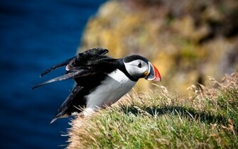Puffin Wallpaper