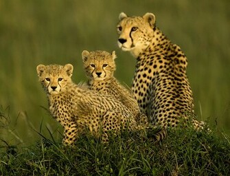 Cheetah Family Wallpaper For iPhone Pictures
