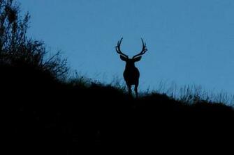 Mule Deer Wallpaper