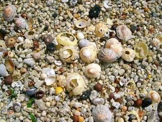 Shells On The Beach