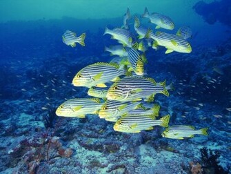 Ocean Life Picture HD Wallpaper Background