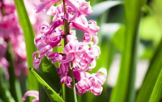 Fabulous Pink Flower Background Amp Premium